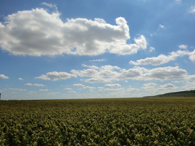 Vougeot